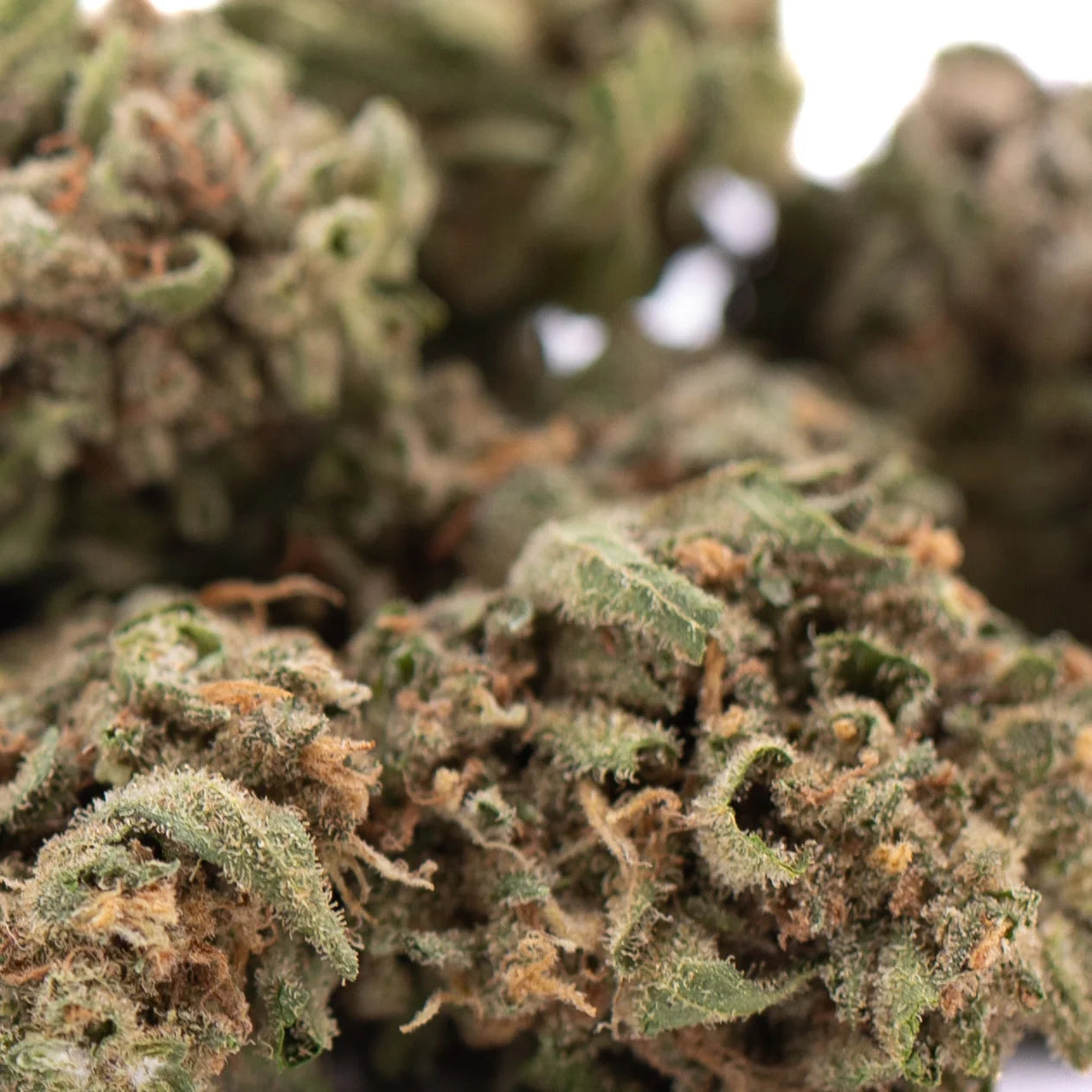 A dense green emerald fire thca flower bud with frosty white trichomes and orange pistils for social enhancement