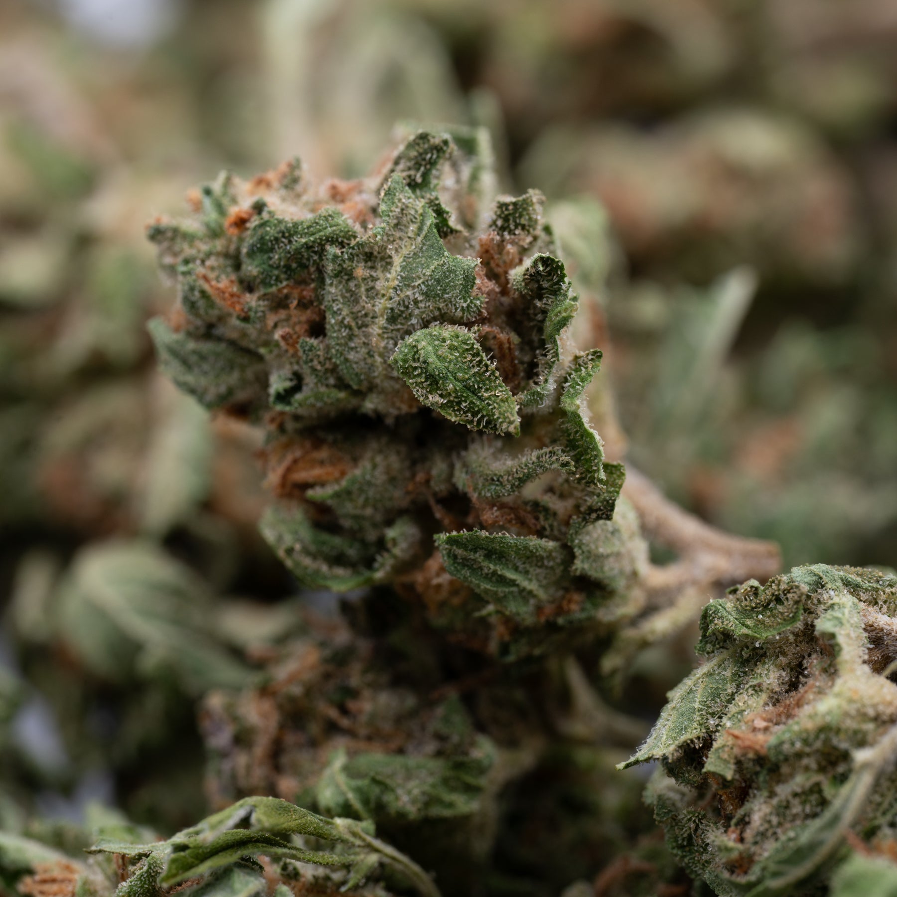 EZ Baked THCa Hemp Flower Smalls - Plants