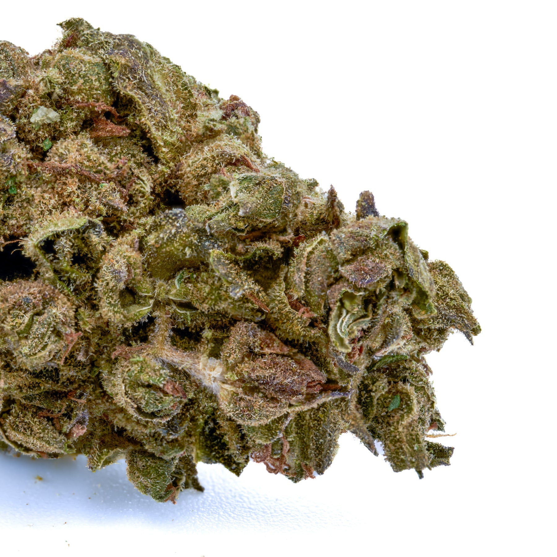 Fire OG THCa Hemp Flower - Plants