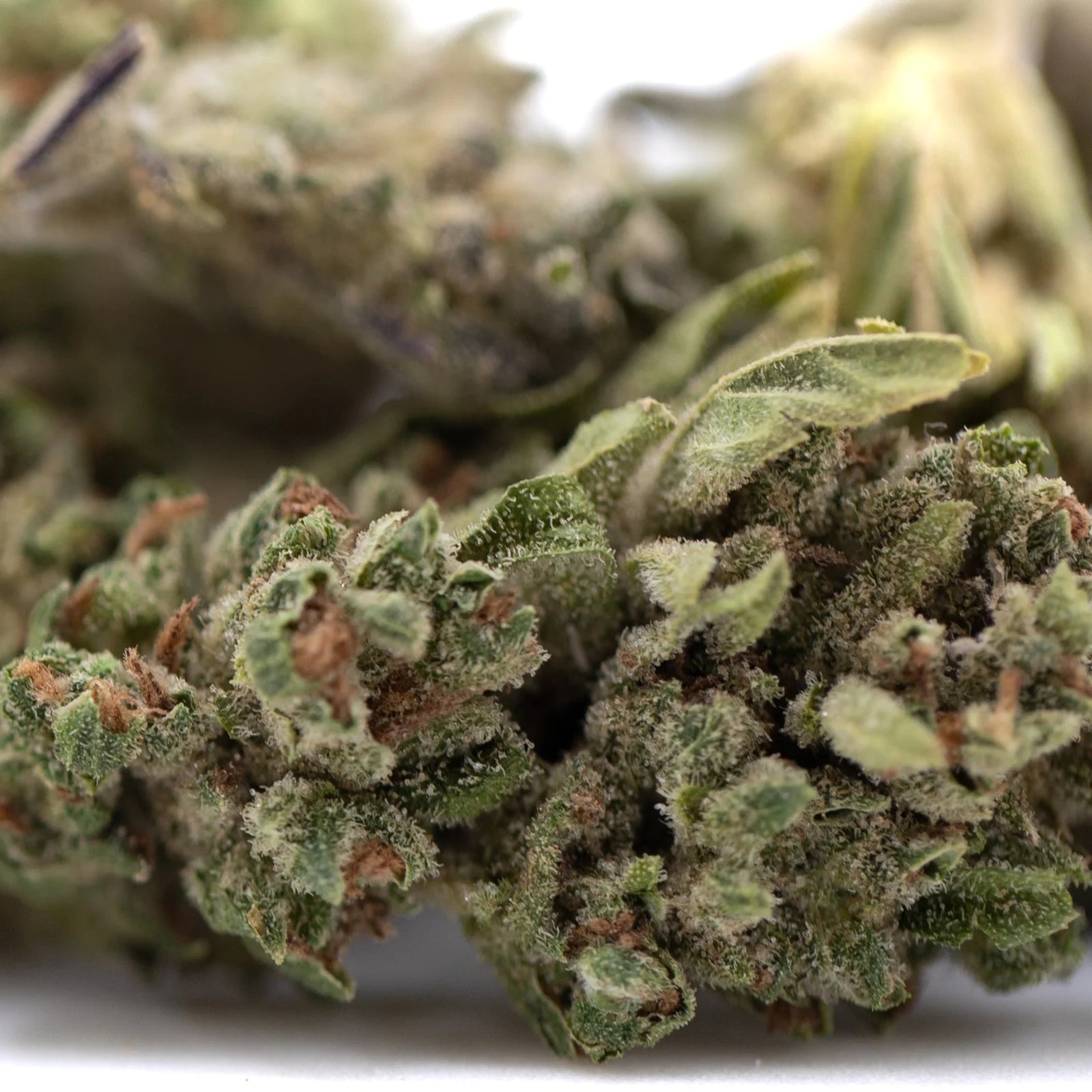Premium Fog Dog THCa Flower Smalls with purple bud and trichomes