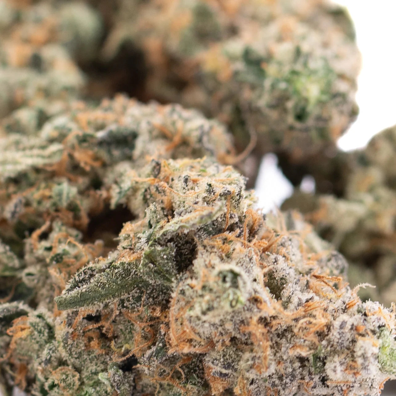 A dense frosty fornicate indoor thca flower bud with green orange hues and an earthy gassy funk terpene profile