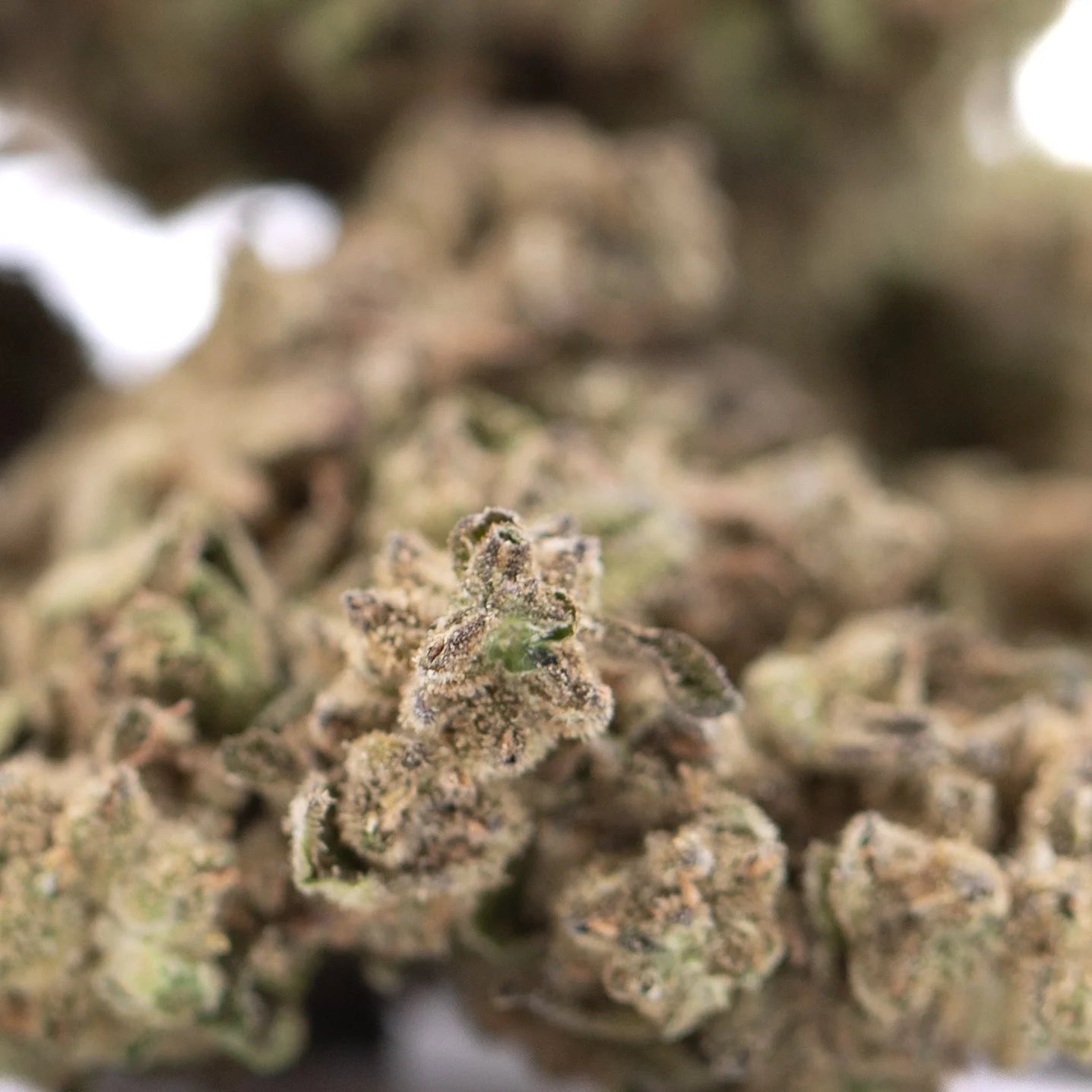 Close-up of dense green and brown fornicator thca hemp flower with visible trichomes from greenhouse hemp cultivation practices