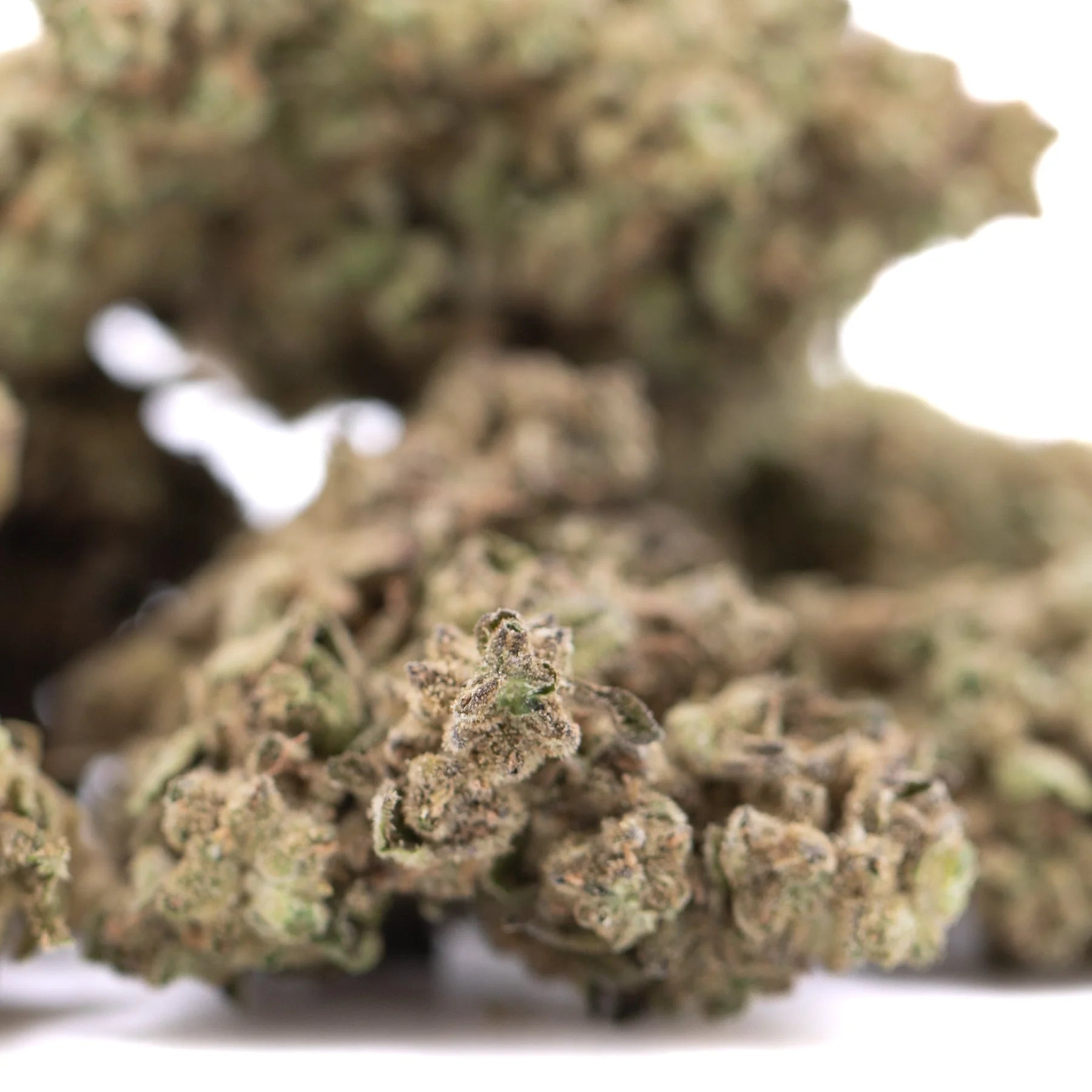 Fornicator thca hemp flower greenhouse dense greenish-brown bud with textured surface covered in trichomes