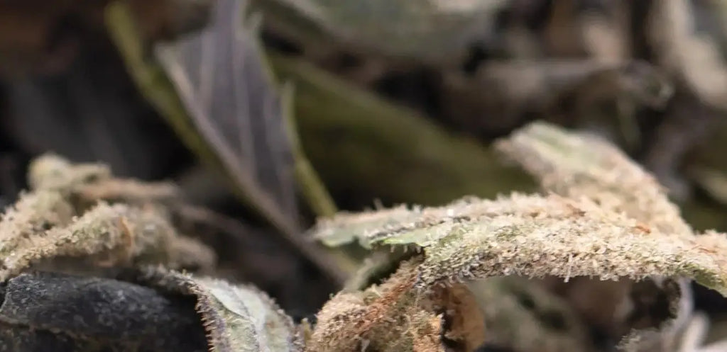 Which THCa Trim Has Higher Potency?