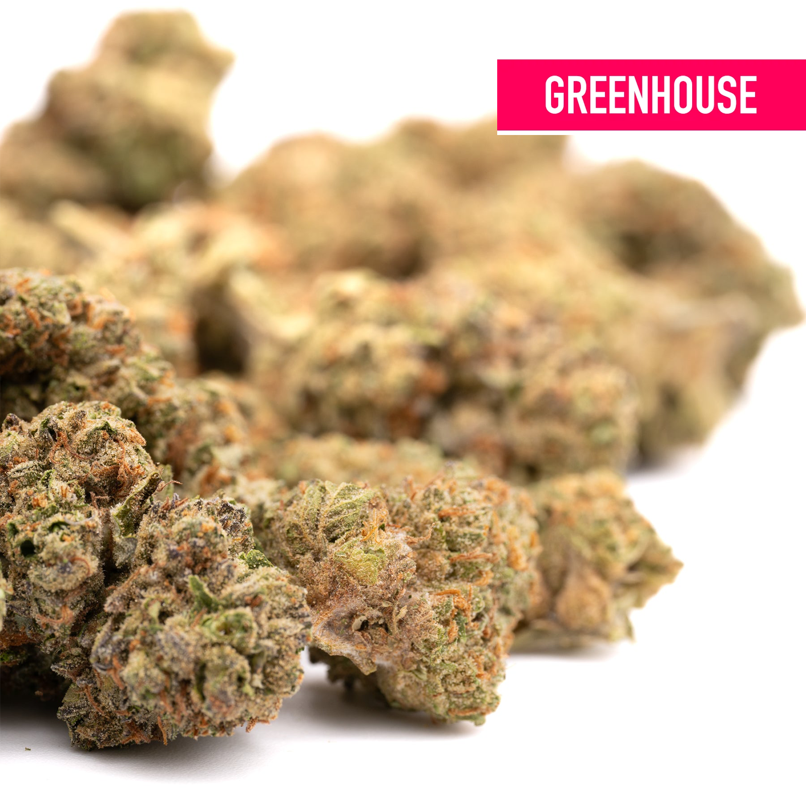Greenhouse-grown Garlic Cookies THCa hemp flower with trichomes and orange hairs