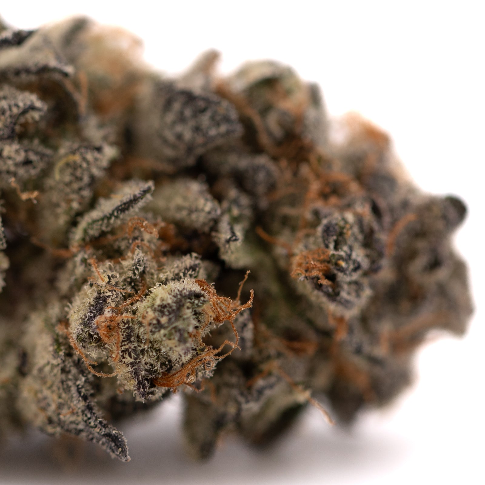 Garlic OG Indoor THCa Flower with orange hairs and frosty trichomes, Afghani genetics