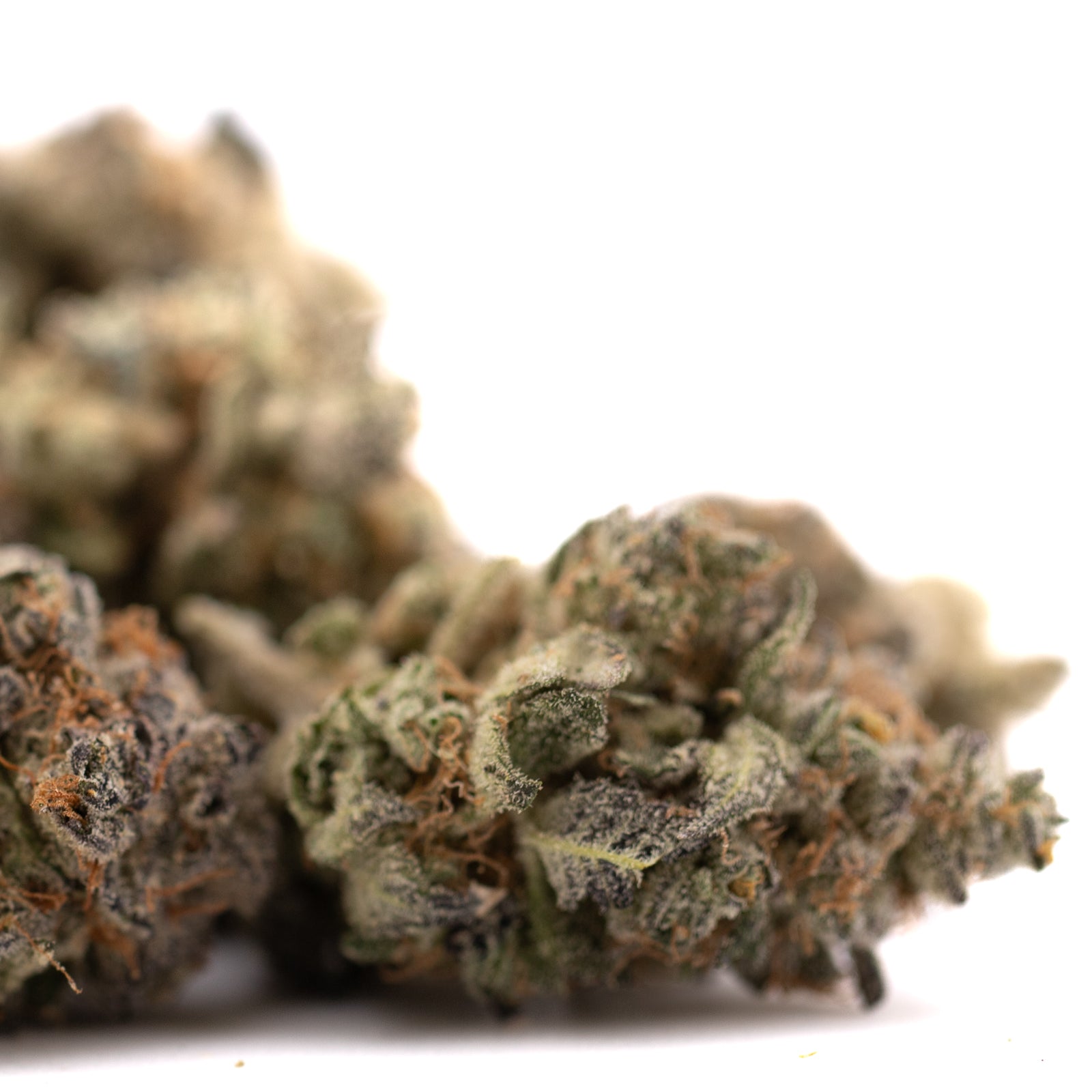 Garlic OG’s cannabis buds with orange hairs and frosty trichomes for THCa flower wholesale