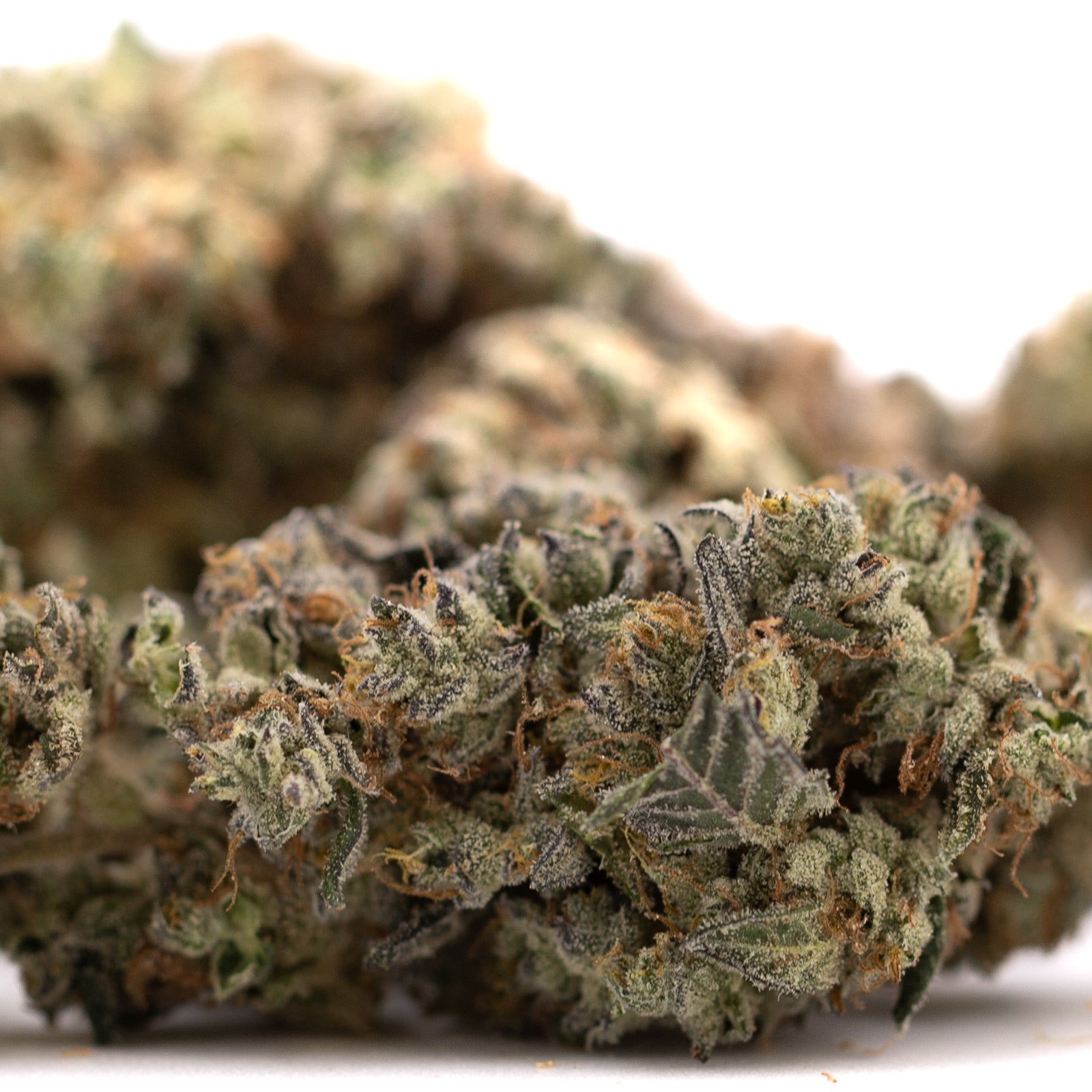 Close-up of dried Gary Payton Indoor THCA Flower buds with trichomes and orange hairs