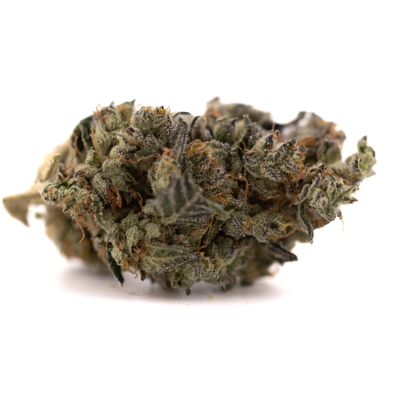 Dense frosty Gary Payton indoor THCA flower bud with green, purple, and orange hairs