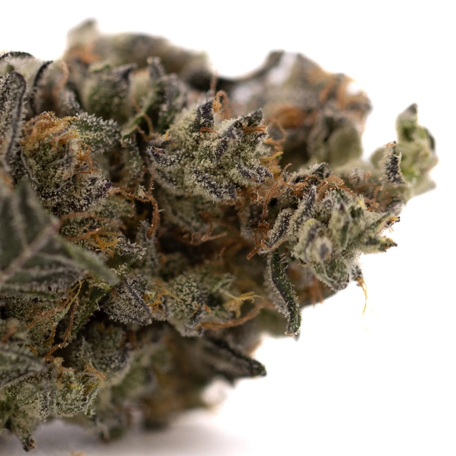Close-up of Gary Payton indoor THCA flower with dense buds, trichomes, orange pistils, and purple hues