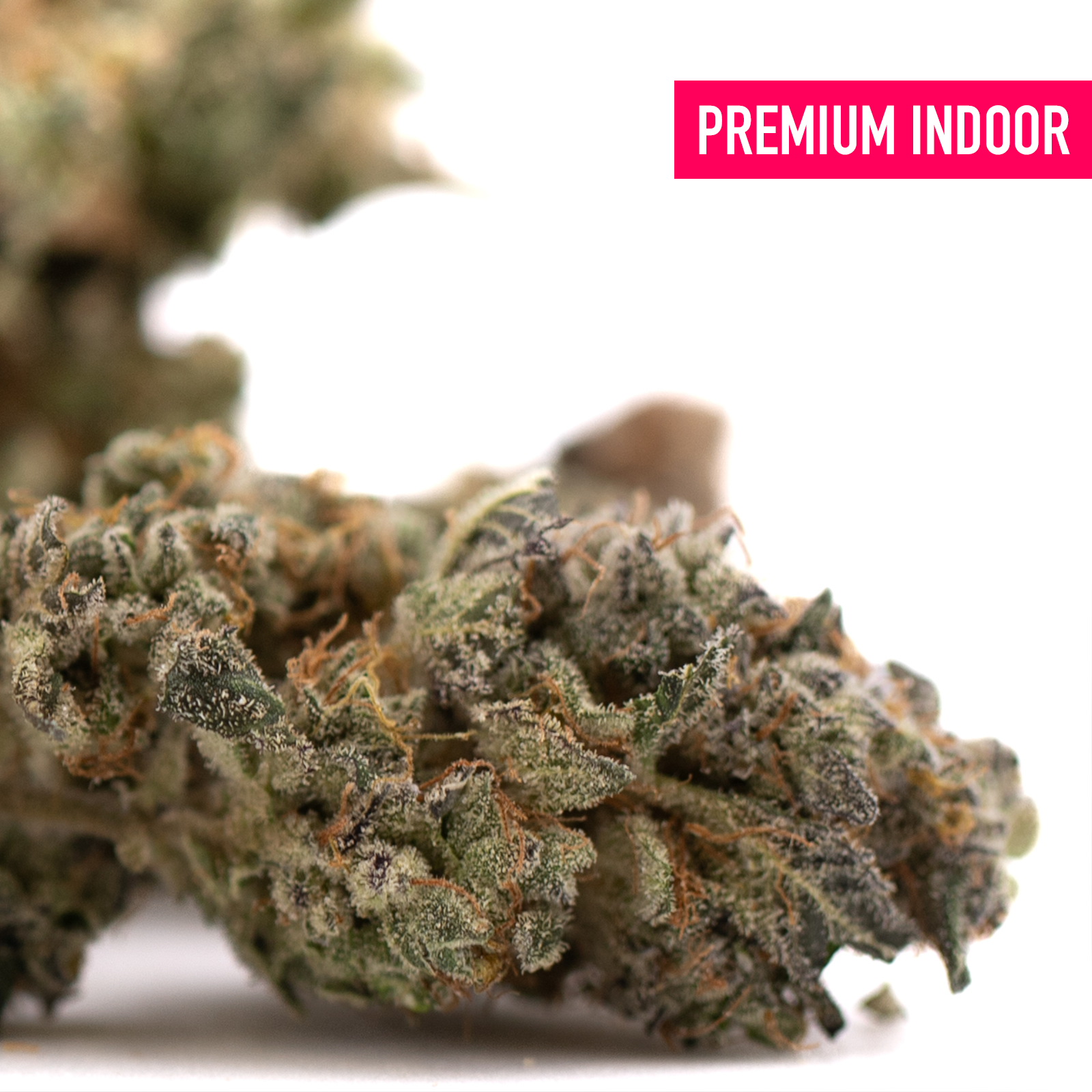 Gary Payton indoor THCA flower bud with dense trichomes and orange pistils