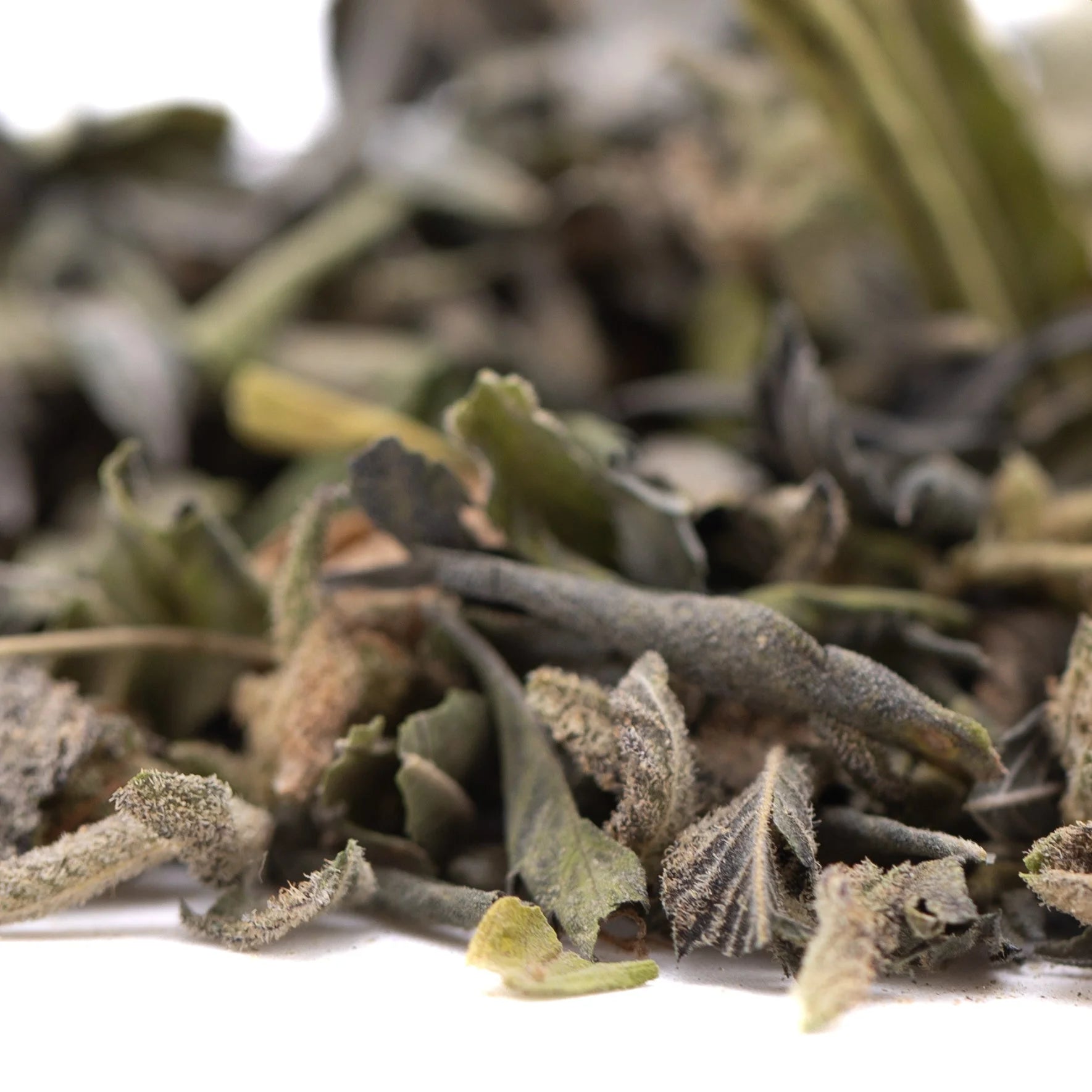 Dried sage leaves with muted green and gray hues and fine hairs in greenhouse thca kush phenotype trim wholesale batch