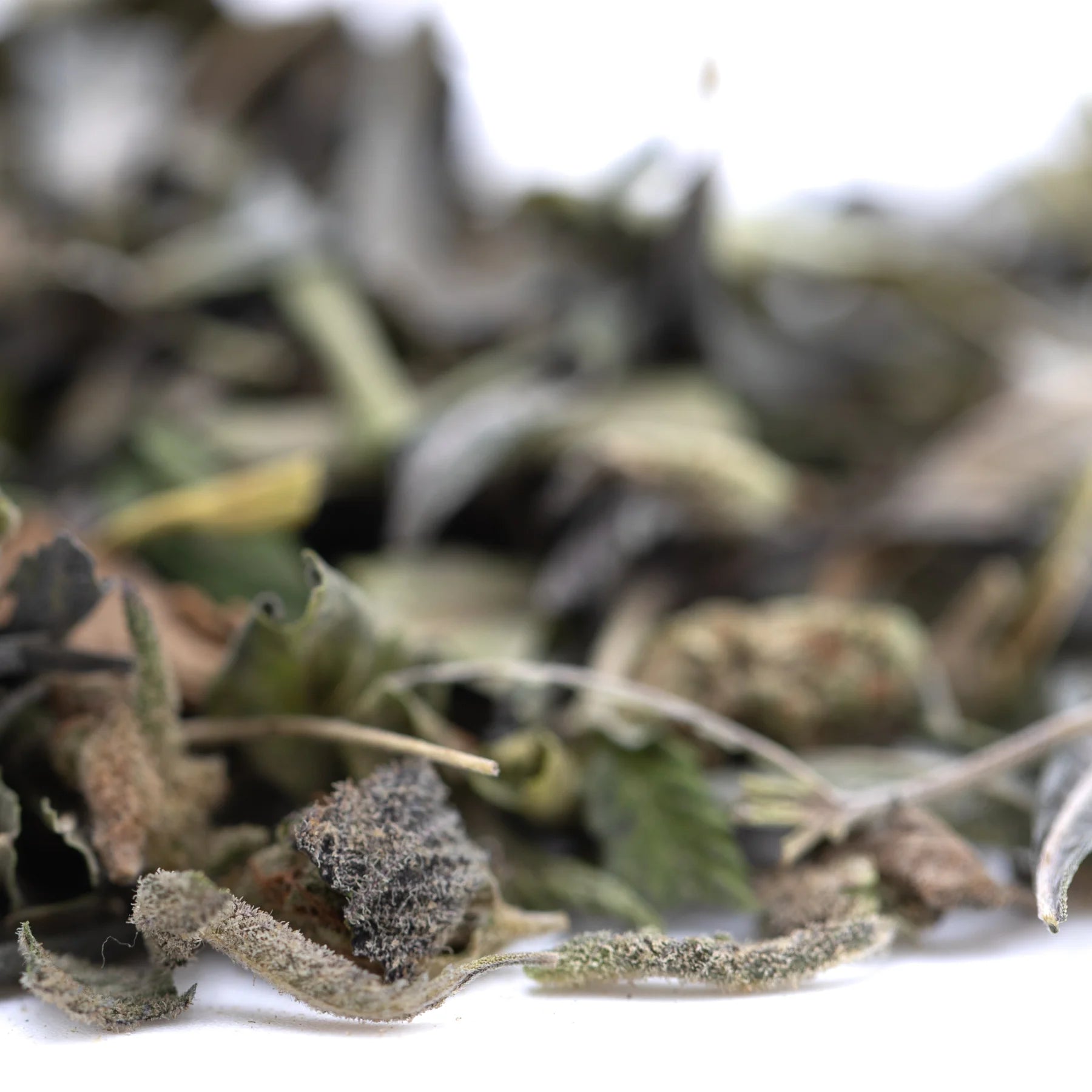 Dried sage leaves with a soft silvery green hue and fuzzy texture in gas greenhouse thca trim wholesale kush phenotype