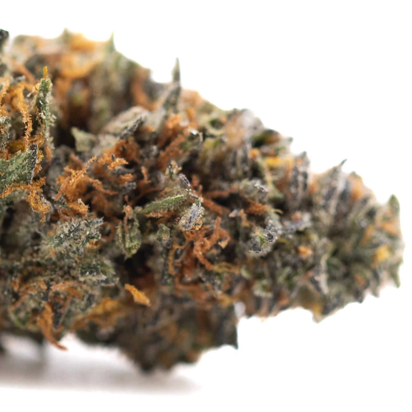 Gas guzzler indoor thca flower dense resinous hemp flower with green and orange hues covered in frosty trichomes