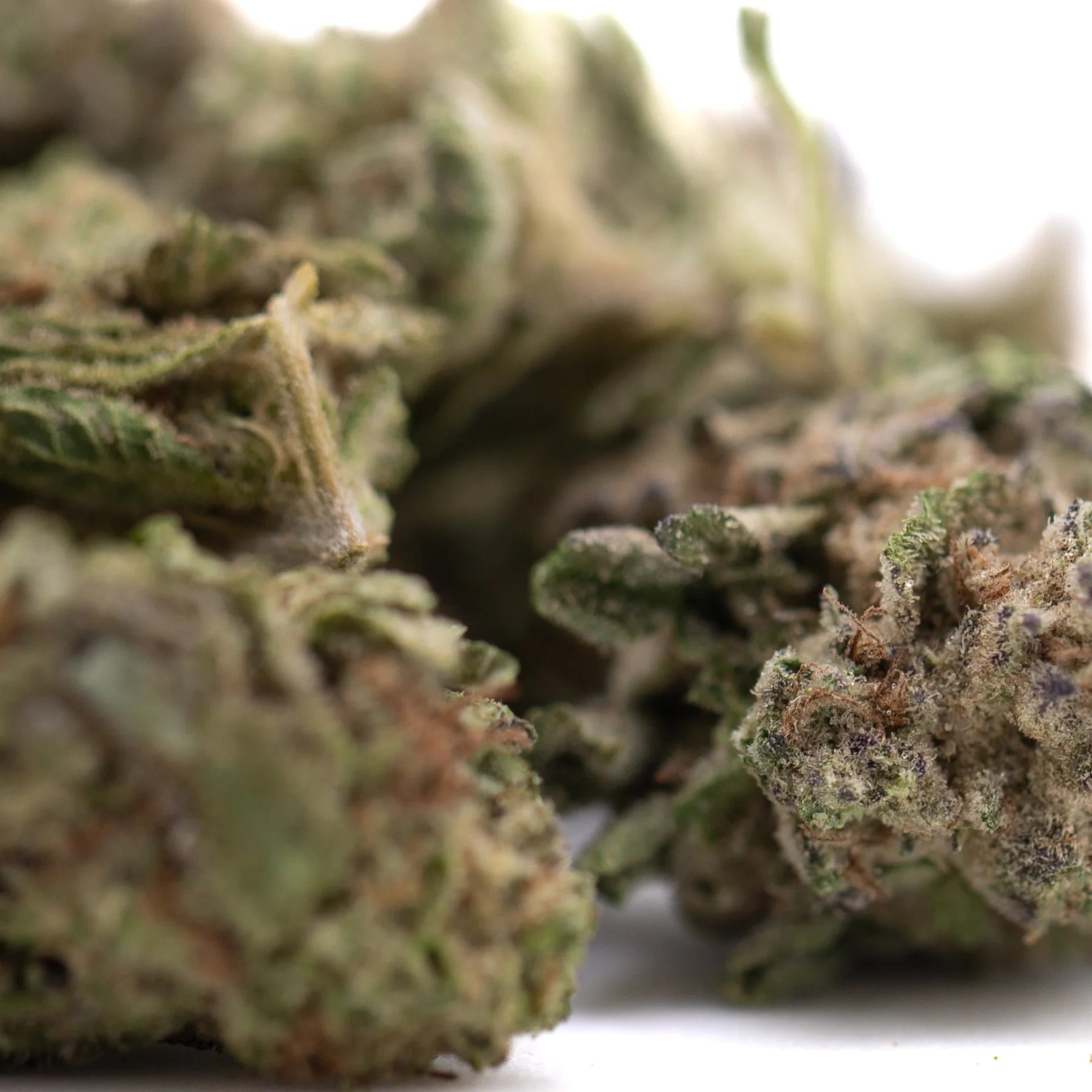 Green and purple gas monkey greenhouse smalls hemp flower buds with frosty thca content and textured surface