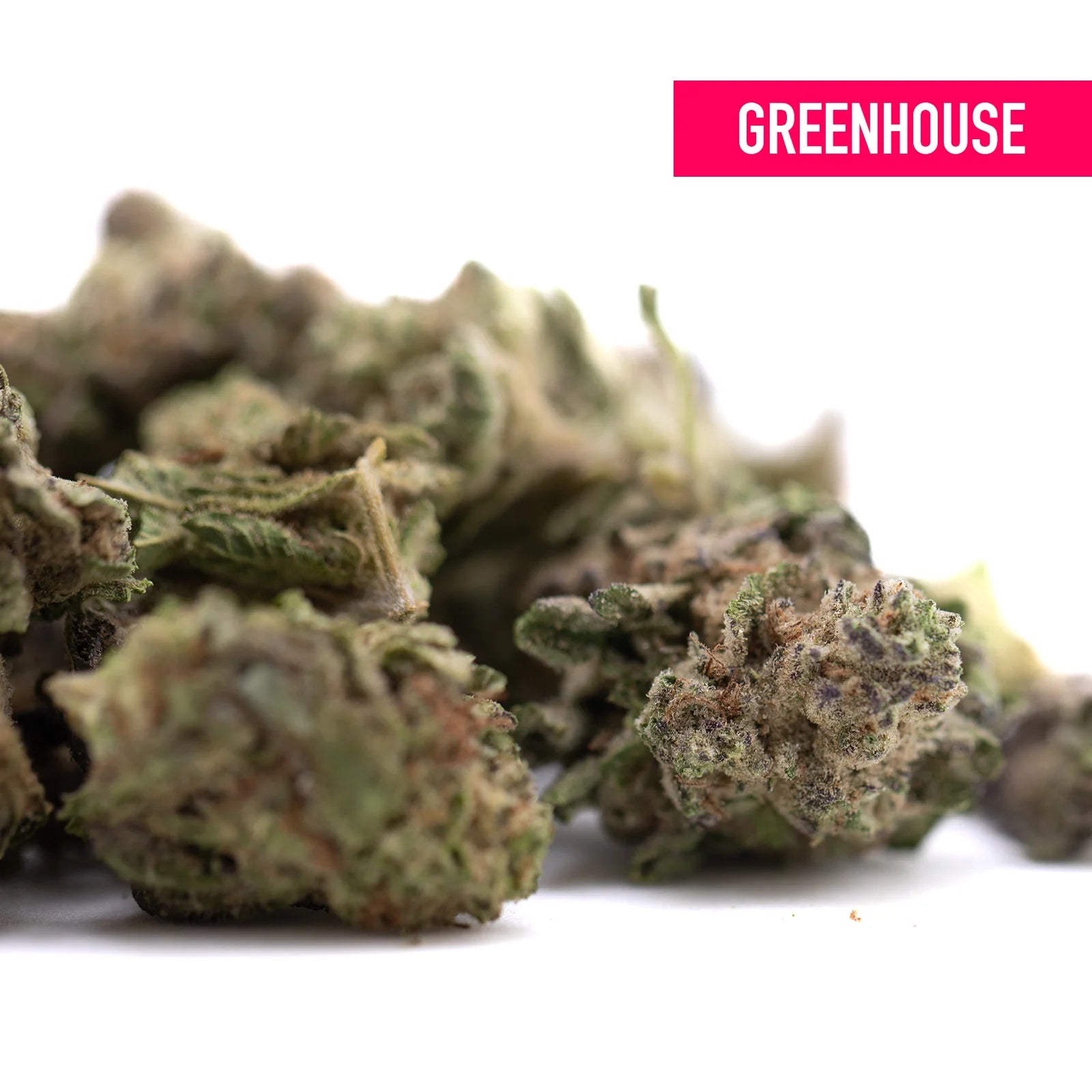 Dense greenhouse cannabis buds in shades of green and purple from gas monkey thca flower heavy indica gas genetics