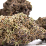 Gas Monkey THCa hemp flower bud with green purple hues and trichomes