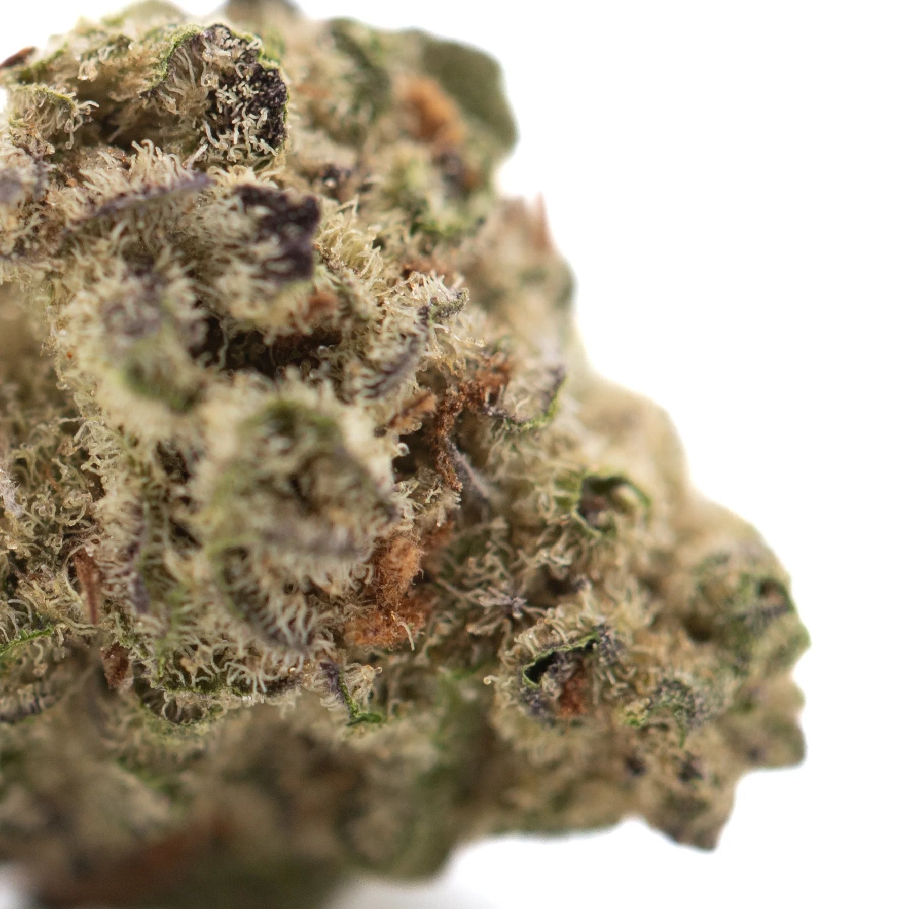 A dense frosty gas thca flower greenhouse smalls bud with green purple hues white trichomes and amber pistils from oregon greenhouse