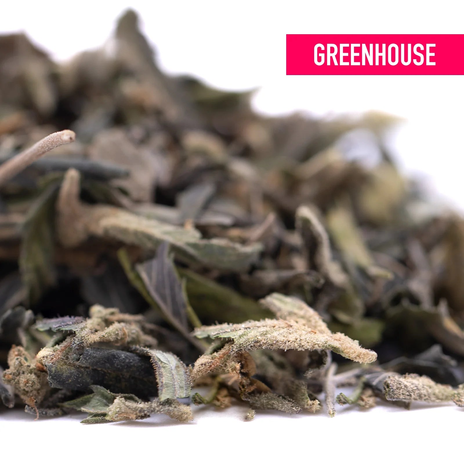 A pile of dried white and green tea leaves with dark stems from gassa purple’s greenhouse thca trim wholesale