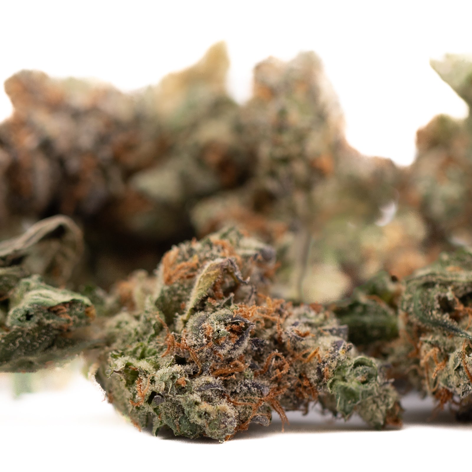 Gassa Purple Indoor THCa Flower dried cannabis bud with orange hairs and frosty trichomes