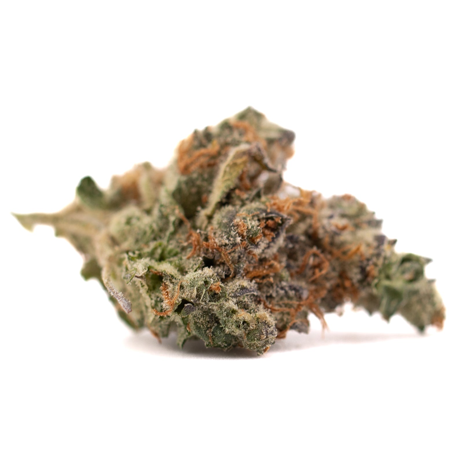 Gassa Purple Indoor THCa Flower dried cannabis bud with orange pistils and trichomes