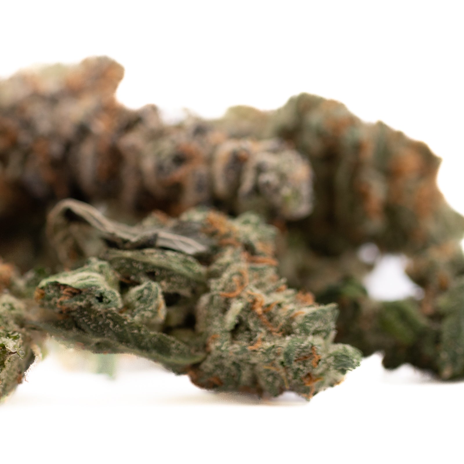 Dried Gassa Purple Indoor THCa Flower buds with orange hairs and green leaves for therapeutic benefits