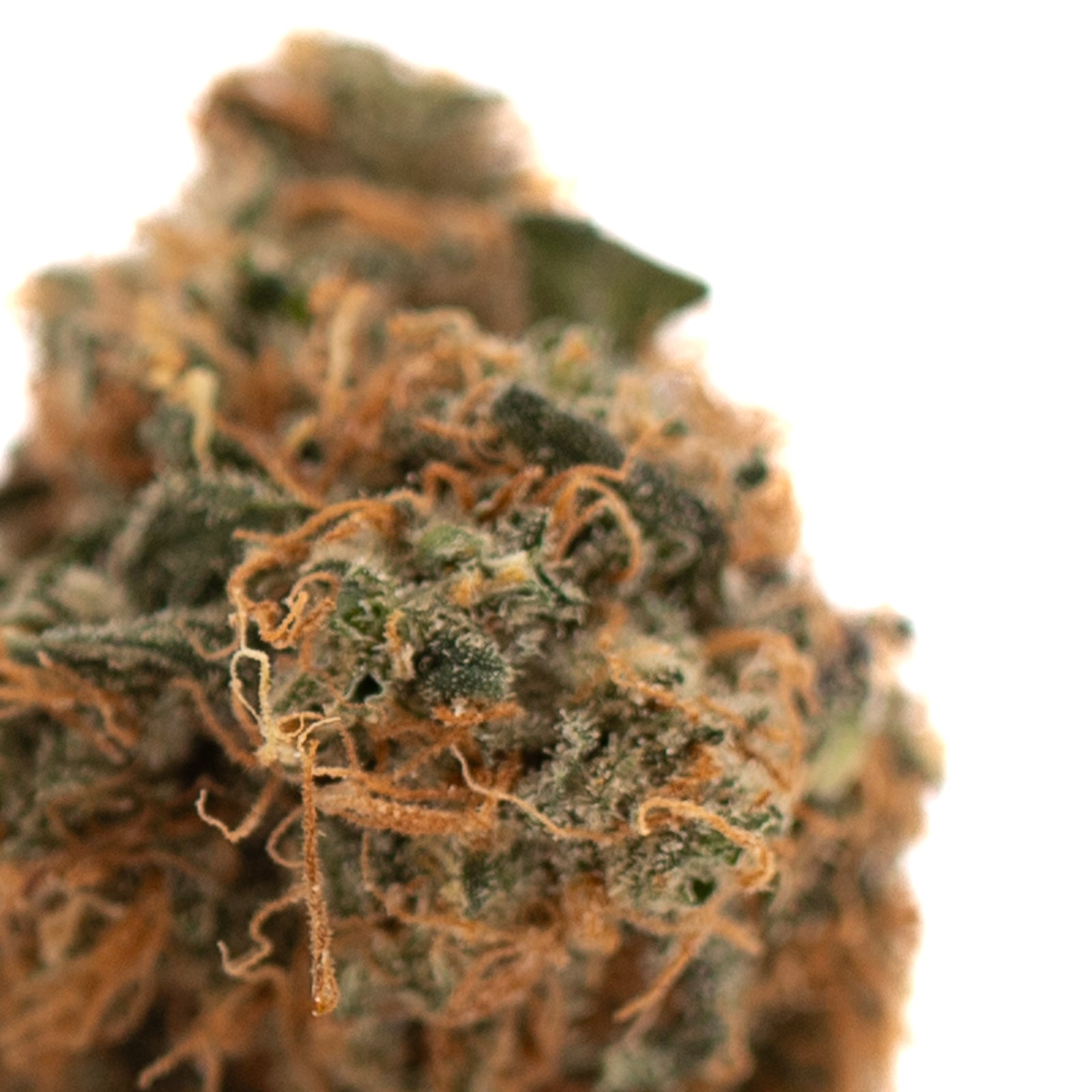 Gelato Mints Indoor THCa Flower with orange hairs, green leaves, and trichomes