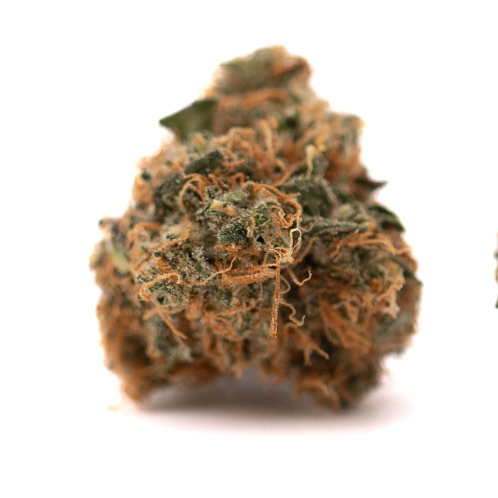 Dense Gelato Mints Indoor THCa Flower with orange pistils and frosty trichomes featuring orchard swirl and animal mints genetics