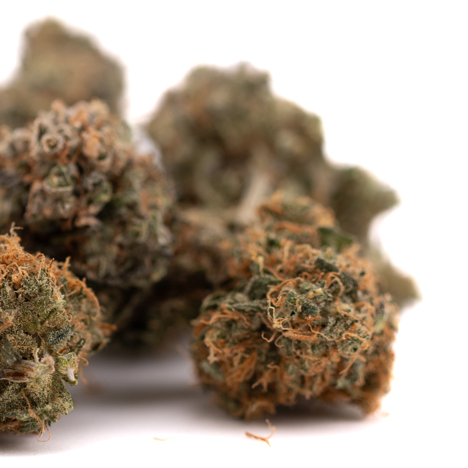 Dried Gelato Mints Indoor THCa Flower with orange hairs and green leaves, orchard swirl aroma