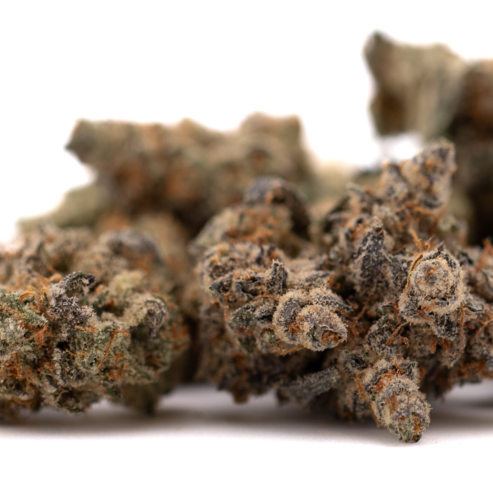 Dried Giggle Gas Indoor THCa Flower buds with trichomes and orange hairs