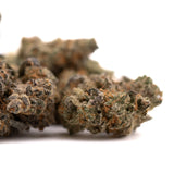 Dried Giggle Gas Indoor THCa Flower buds with orange hairs and frosty trichomes