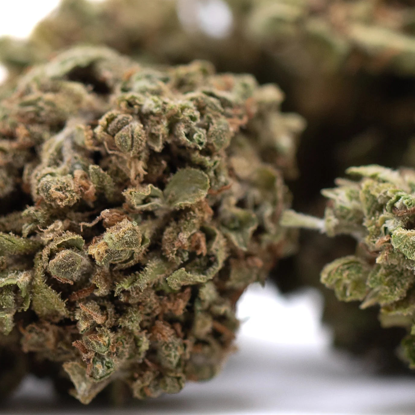 Dense green glue cbd hemp flower with fine trichomes and brown pistils ideal for wholesale buyers and sour tsunami fans