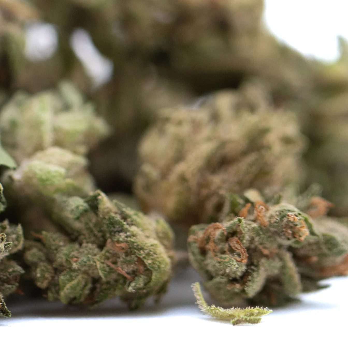 Green and orange-hued glue cbd hemp full-term wholesale smalls with dense textured cbd hemp flower buds