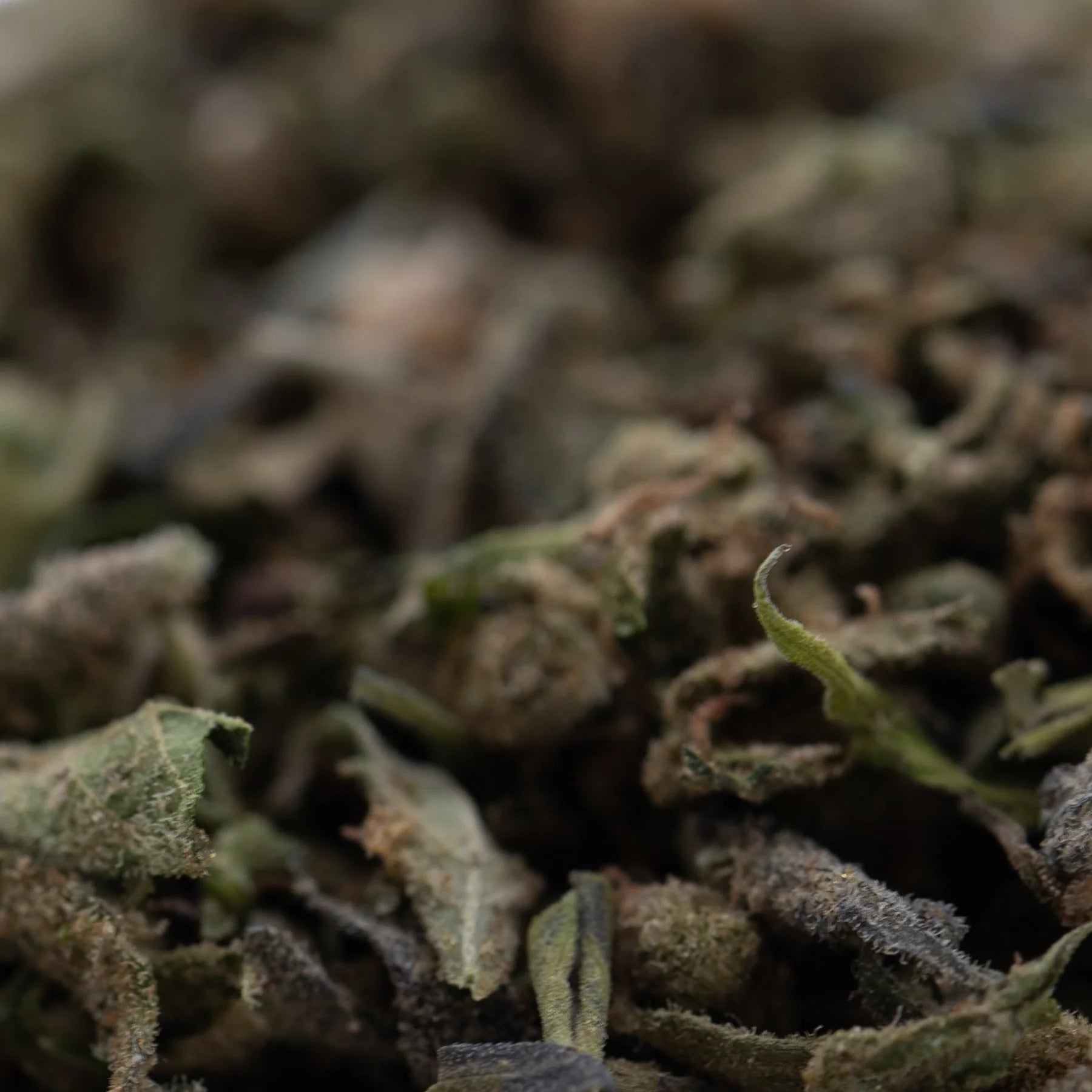 Dried green and brown chemdawg x gsc cannabis buds with visible trichomes in gmo full-term thca trim wholesale