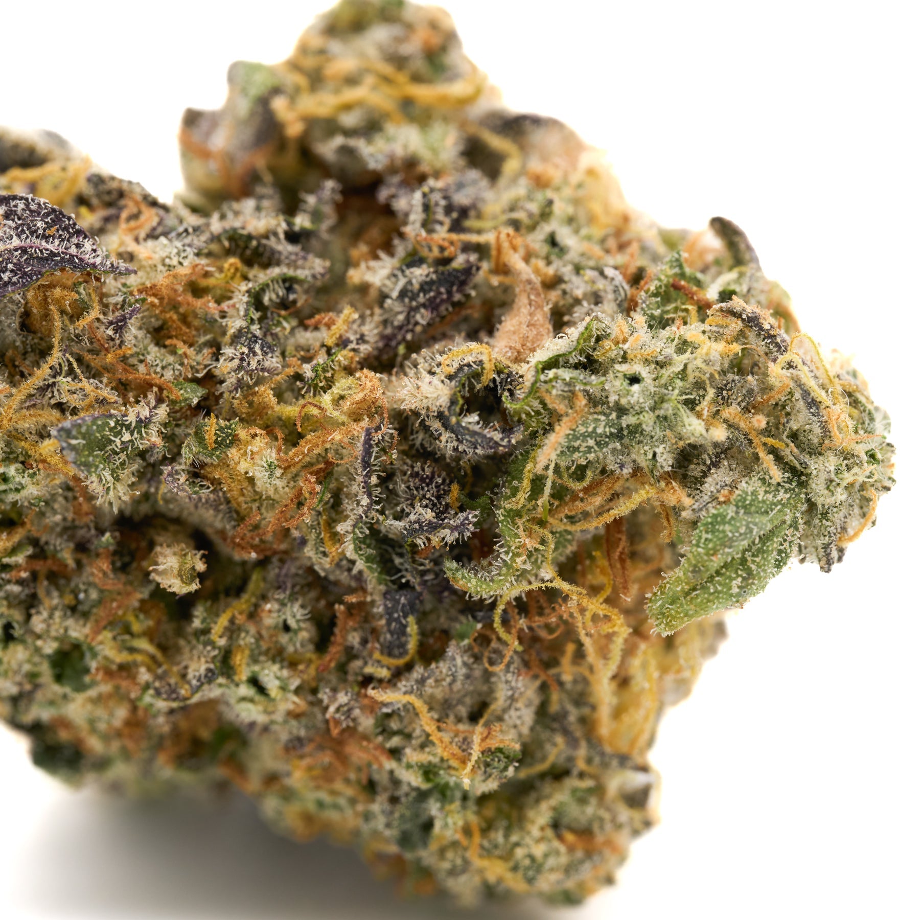 Close-up of GMO Indoor THCa Flower with trichomes, orange pistils, green and purple hues