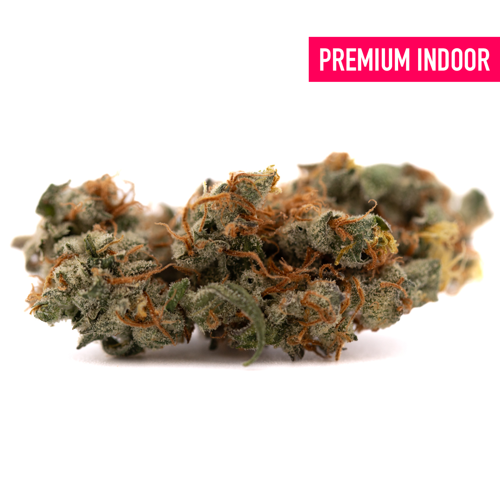 Dried GMO Kush Indoor THCa Flower with orange hairs and frosty trichomes