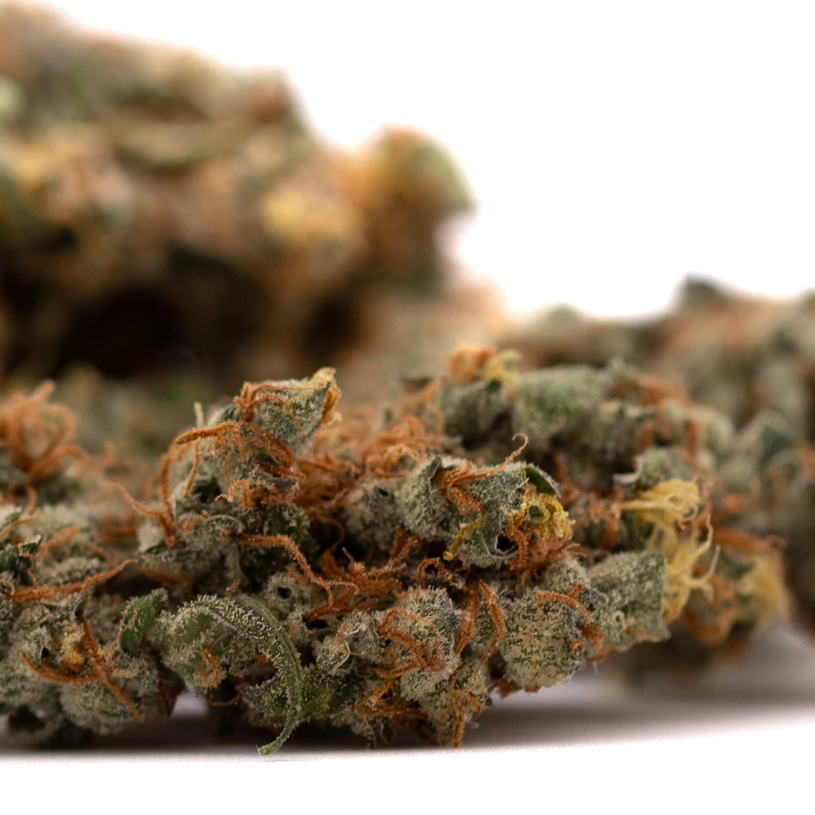 Dried GMO Kush Indoor THCa Flower with orange hairs and frosty trichomes