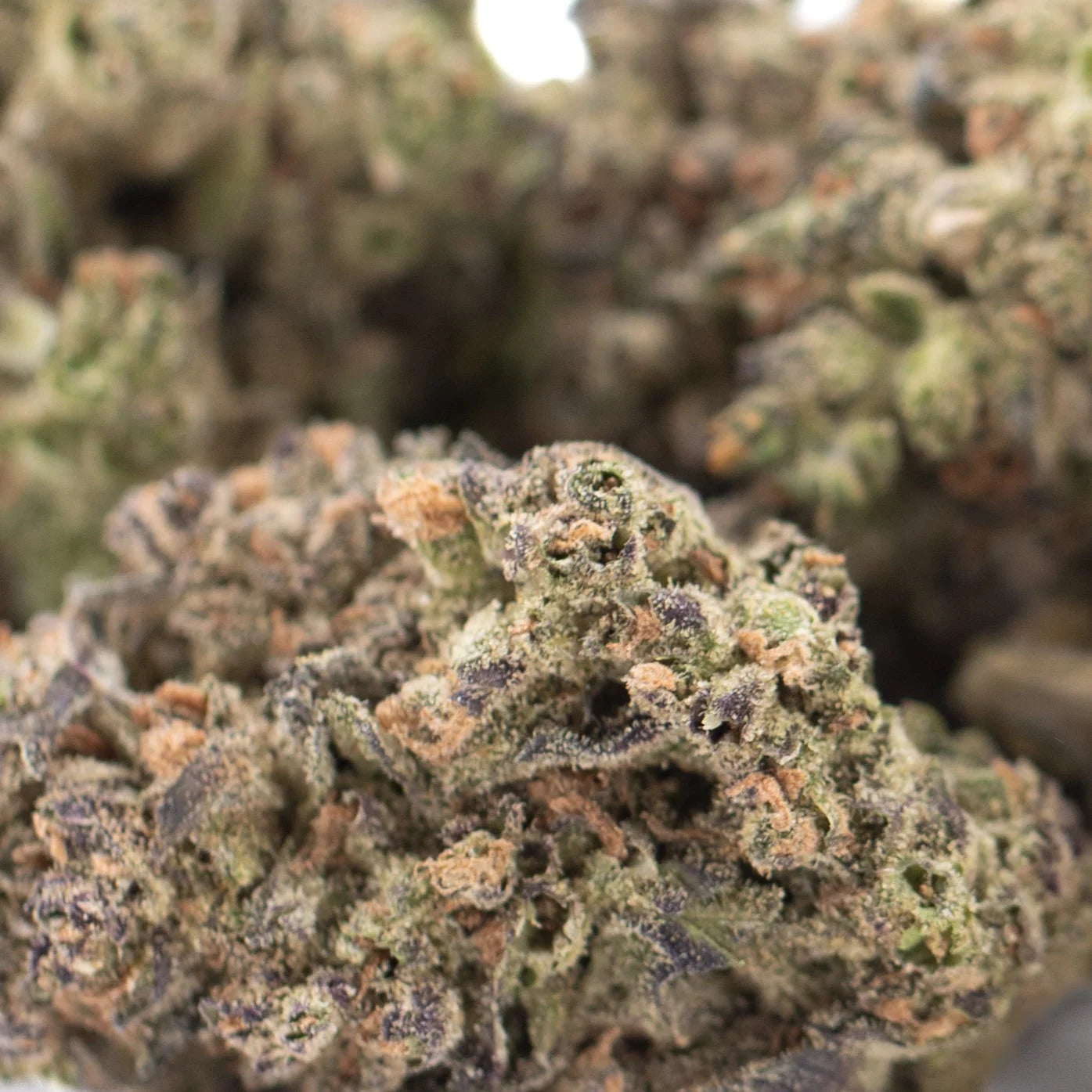 Dense resinous gmo thc a flower with green and purple hues covered in trichomes from ultra-premium indoor cultivation