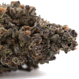 Dense cannabis bud of gmo thca flower full-term with green brown and purple hues covered in trichomes chemdawg x gsc ultra-premium potency indoor cultivation