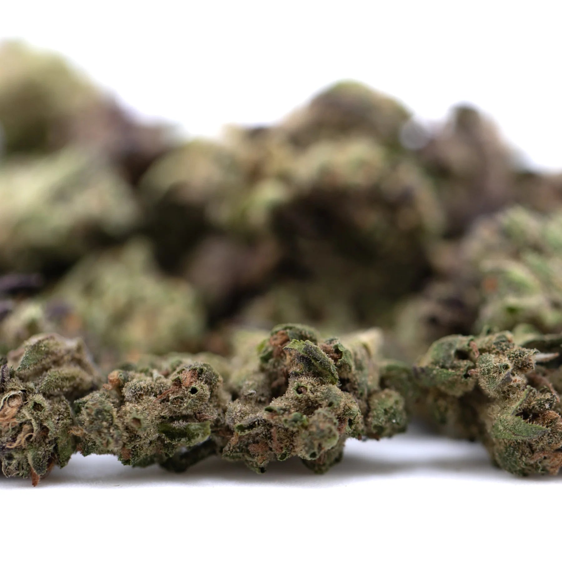 Mature gmo full term thca flower smalls with dense trichome-covered buds and subtle purple hues for girl scout cookies fans