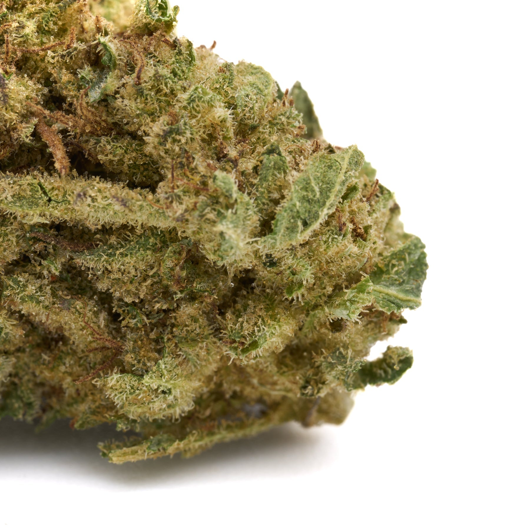 God’s Gift THCa Flower Full-Term - Plants