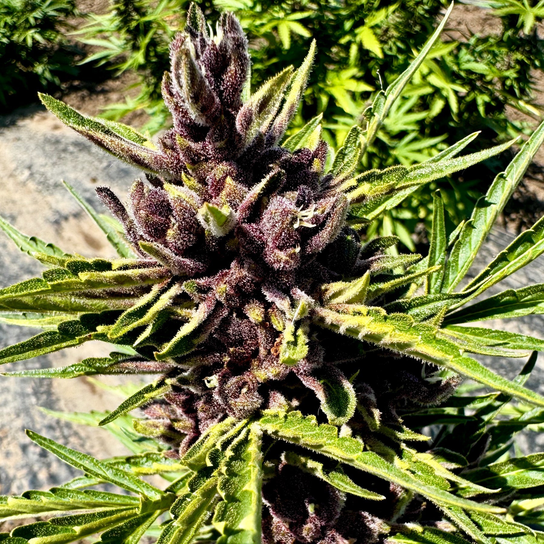 Gorilla Glue Hemp Flower Smalls - Plants