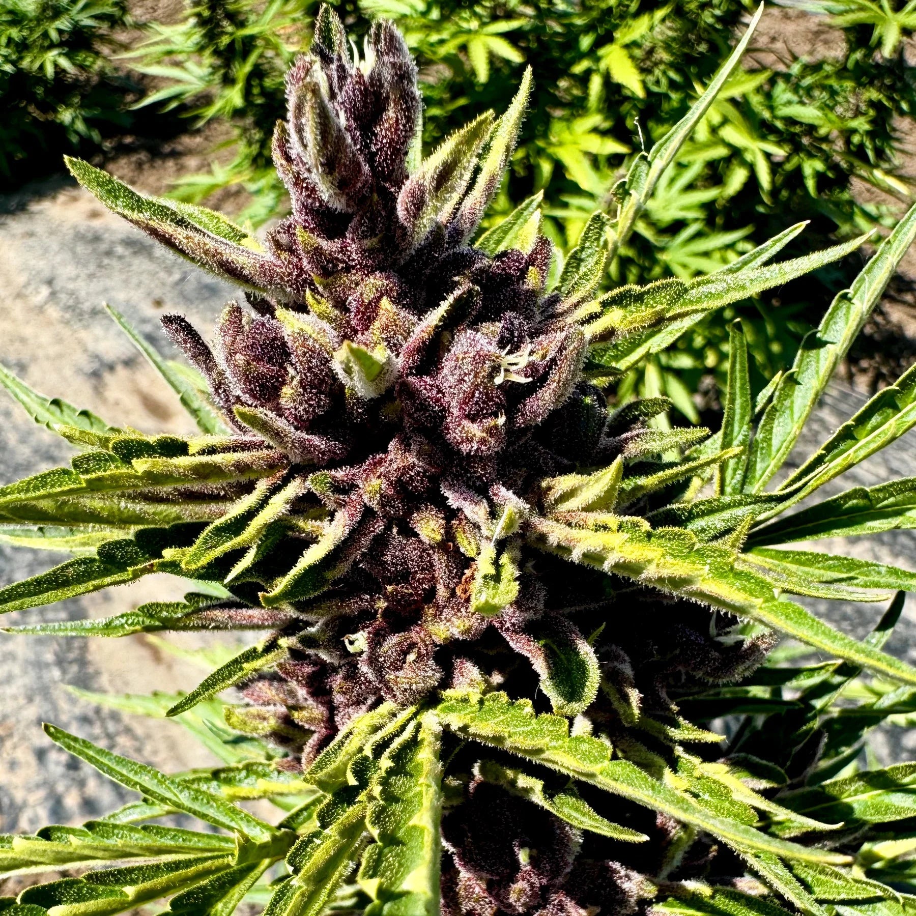 Gorilla Glue Hemp Flower Smalls - Plants