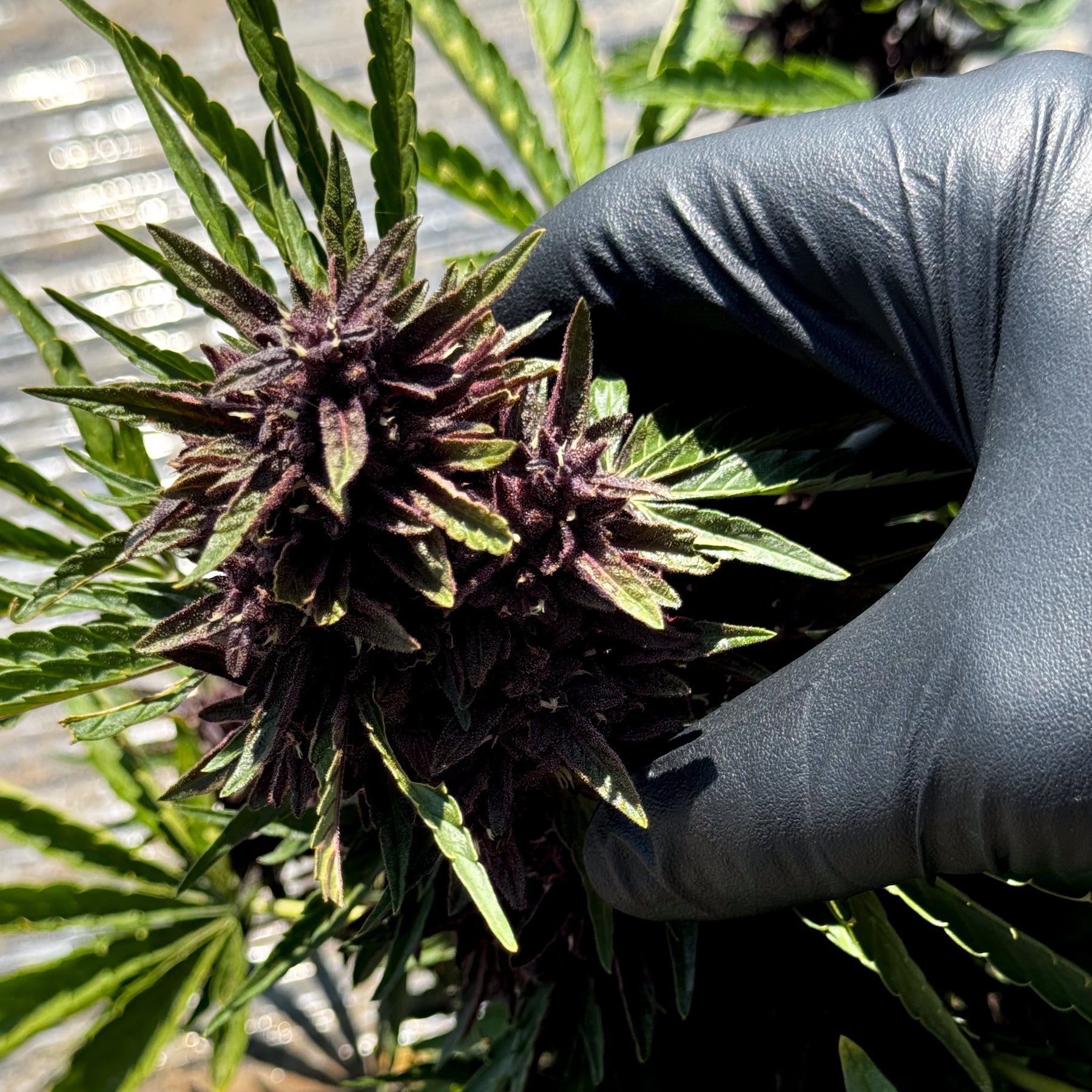 Gorilla Glue Hemp Flower Smalls - Plants