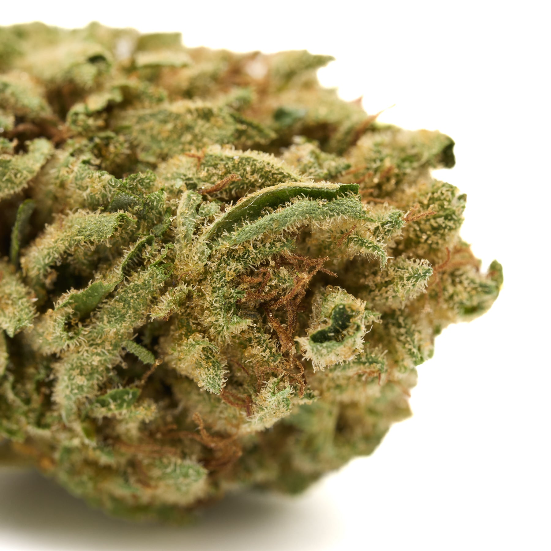 Close-up of Gorilla Glue THCa hemp flower greenhouse with trichomes and orange hairs