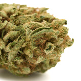 Close-up of Gorilla Glue THCa hemp flower greenhouse with trichomes and orange hairs