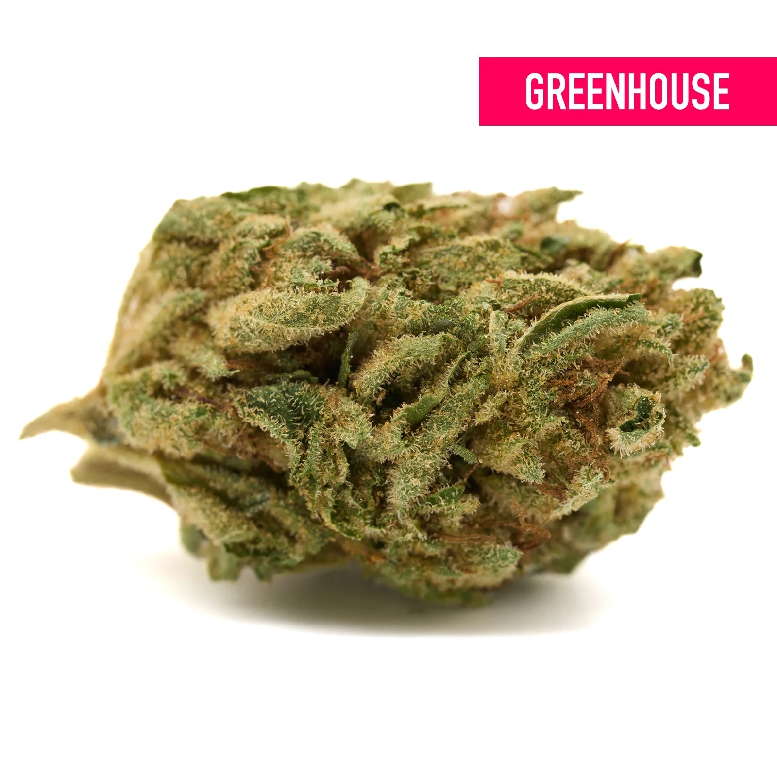 Dense trichome-covered Gorilla Glue THCa hemp flower greenhouse product shot