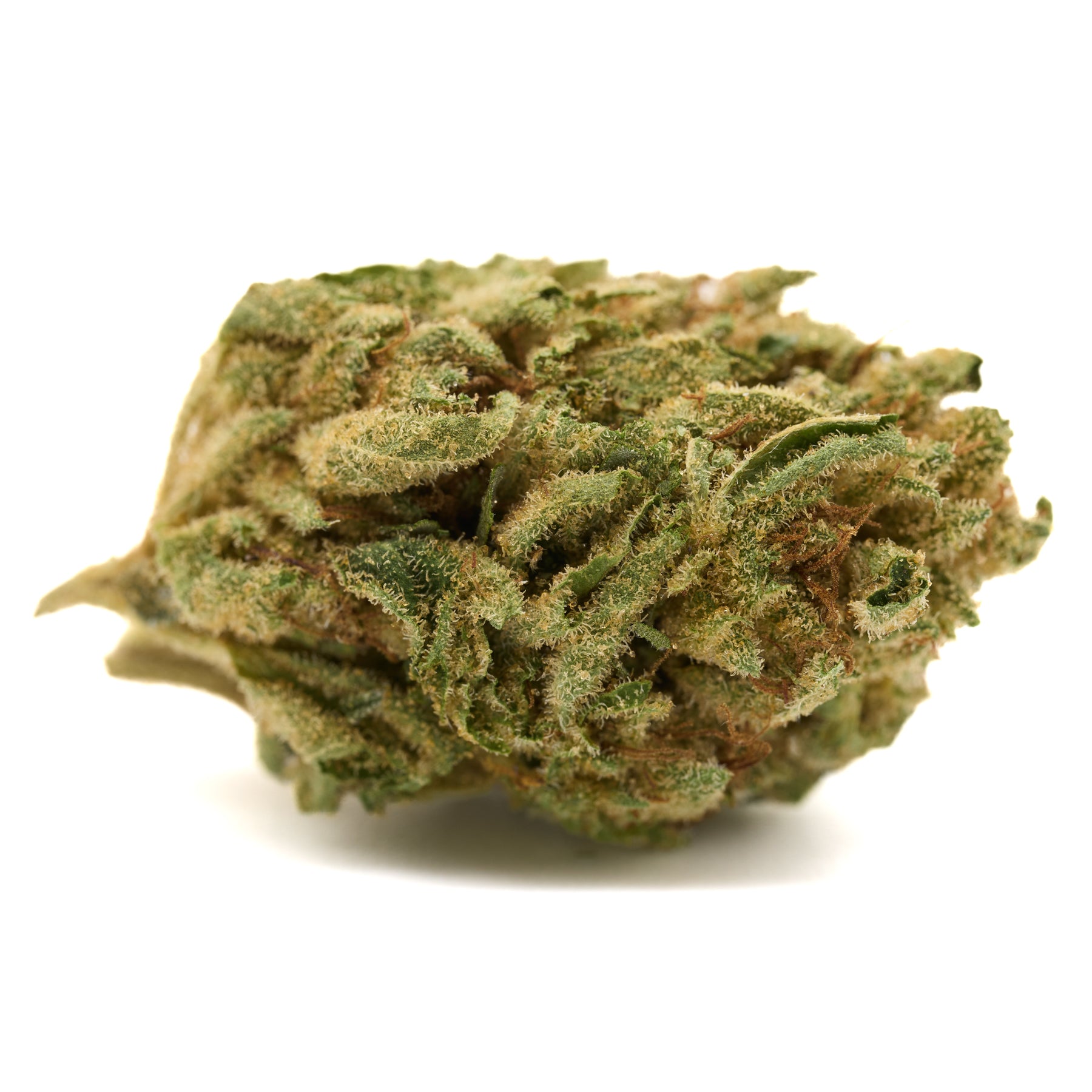 Dried Gorilla Glue THCa hemp flower greenhouse bud with light green color and orange hairs