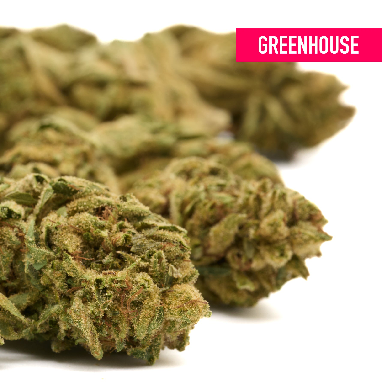 Dried Gorilla Glue THCA hemp flower buds from greenhouse THCA hemp flower product