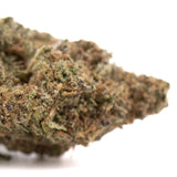 Government Oasis THCa hemp flower bud with green hues and trichomes